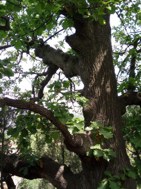 Daimyo oak_Baiduwiki
