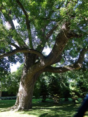 Japanese pagoda tree_Baiduwiki