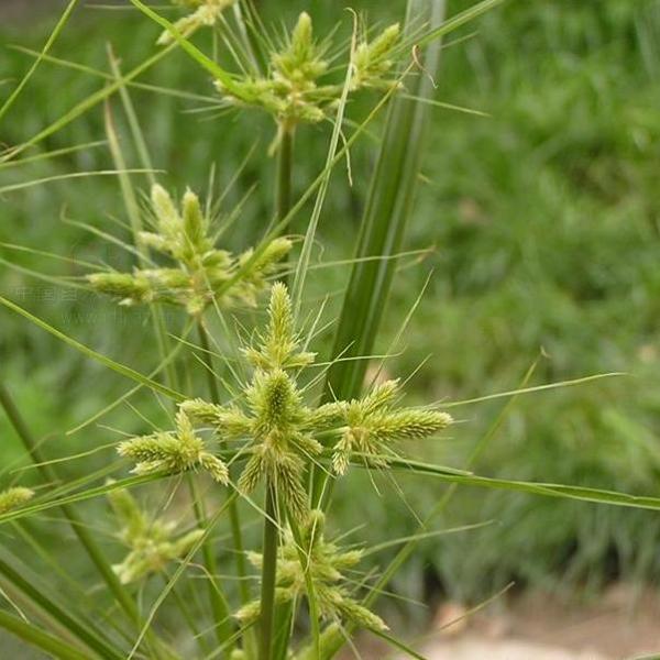 ChufaA plant of the genus *Cyperus* in the family *Cyperaceae*._Baiduwiki