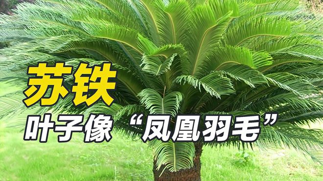 ソテツ_百度百科