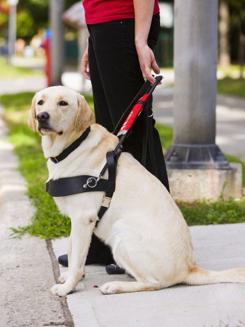 Guide dog_Baiduwiki