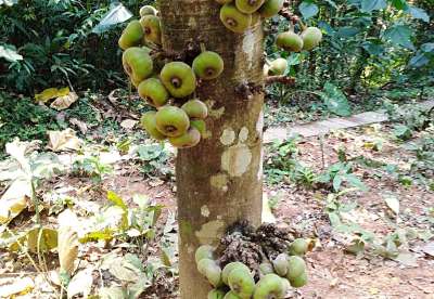 Roxburgh fig_Baiduwiki