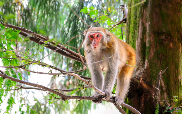 Rhesus macaque（Mammal）_Baiduwiki