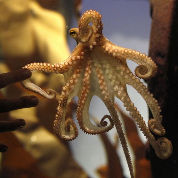 ポール2世のタコ_百度百科