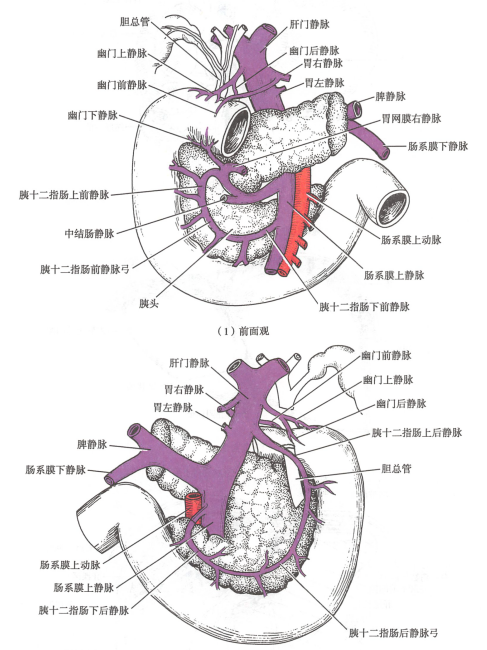 Duodenum（The first segment of the small intestine.）_Baiduwiki