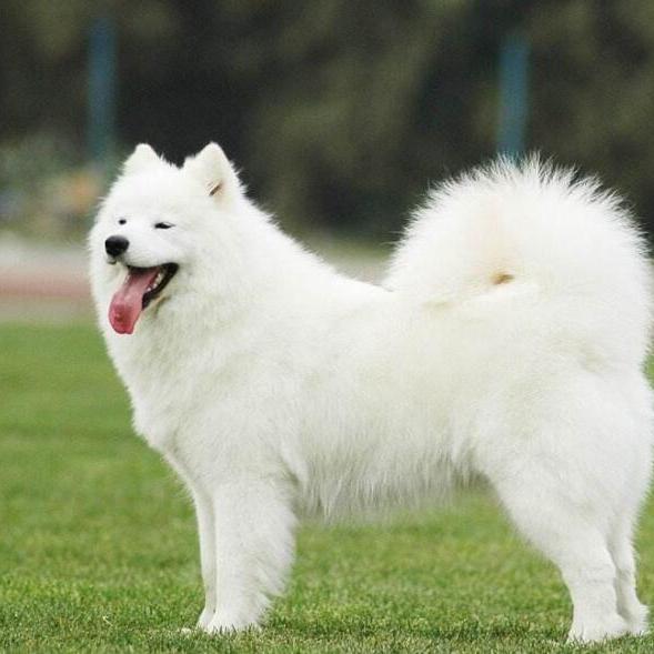 サモエド犬_百度百科