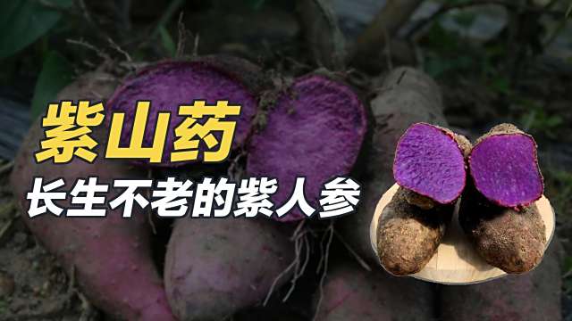 紫山芋_百度百科