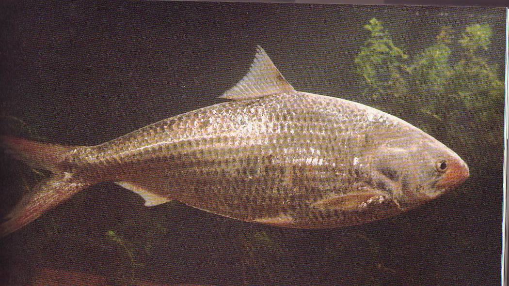 Reeves’ shad（A fish of the genus Tenualosa in the family Clupeidae ...