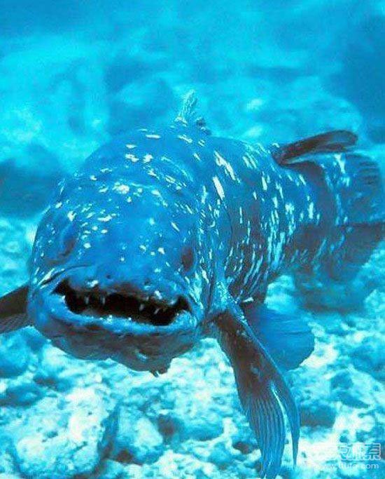 Coelacanth（A collective term for lobe-finned fish, and a dinosaur-era ...