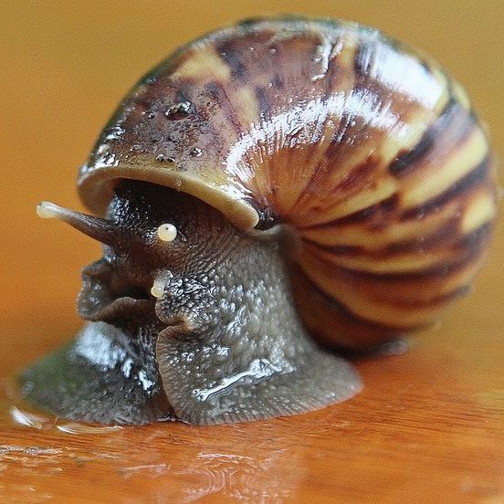 アフリカマイマイ（腹足綱アフリカマイマイ科の動物）_百度百科
