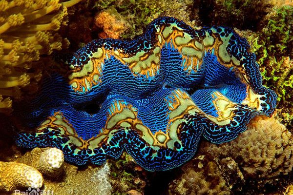 シャコガイ（シャコガイ科シャコガイ属の動物）_百度百科