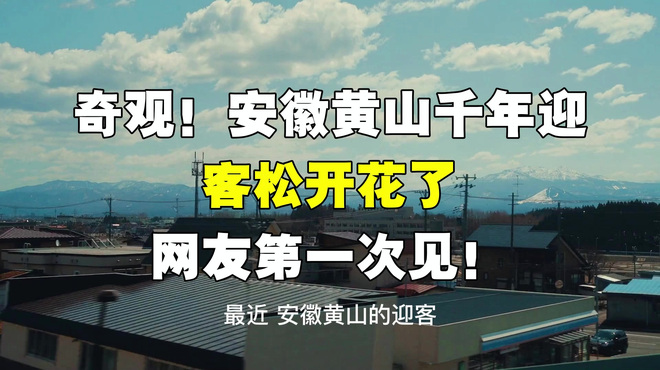 迎賓松_百度百科