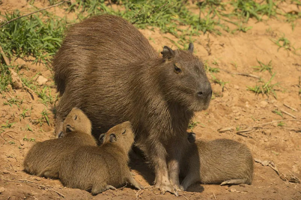 Capybara（A rodent species in the family Caviidae, genus Hydrochoerus ...