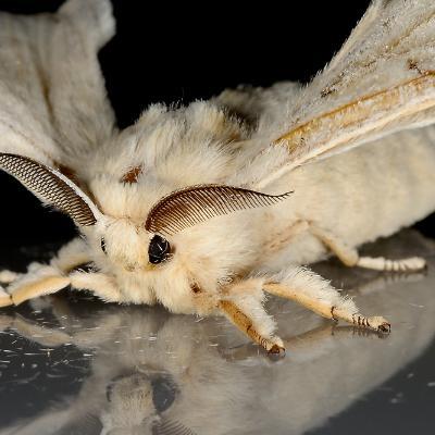 カイコガ_百度百科