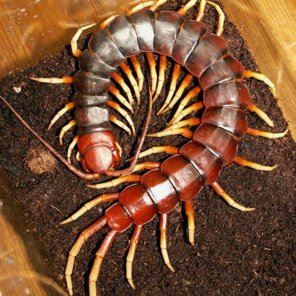 ムカデ（節足動物門唇脚綱ムカデ目ムカデ科動物の総称）_百度百科