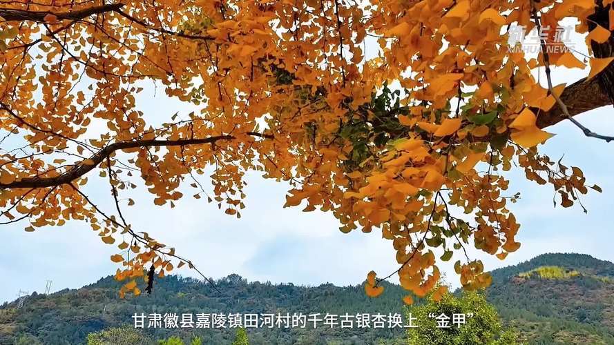 徽県銀杏樹鎮の古銀杏樹_百度百科