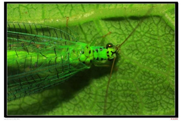 Chrysopidae（A family under the suborder Planipennia of the order ...