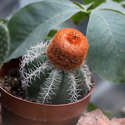 サボテン（サボテン科エキノプシス属植物）_百度百科
