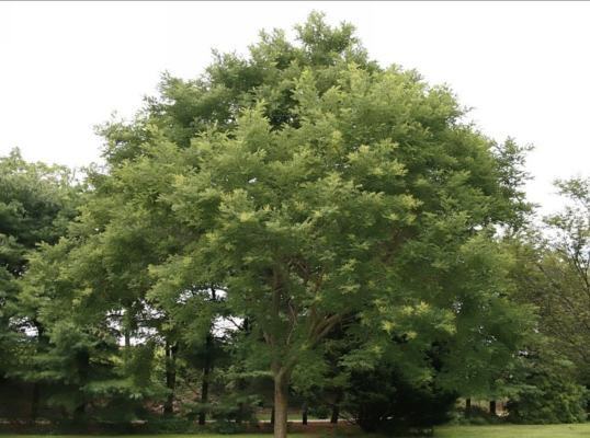 Japanese pagoda tree_Baiduwiki