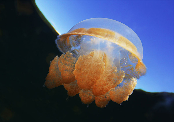 Jellyfish（Aquatic invertebrates）_Baiduwiki