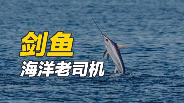 メカジキ_百度百科