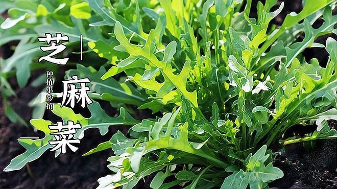ルッコラ_百度百科