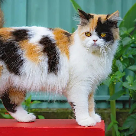 三毛猫_百度百科