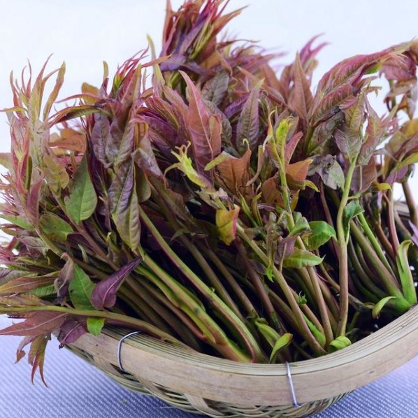 Chinese Toon Sprout Dish_Baiduwiki