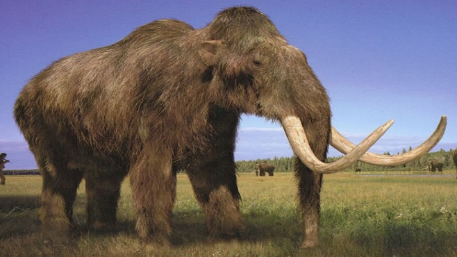 Mammoth_Baiduwiki