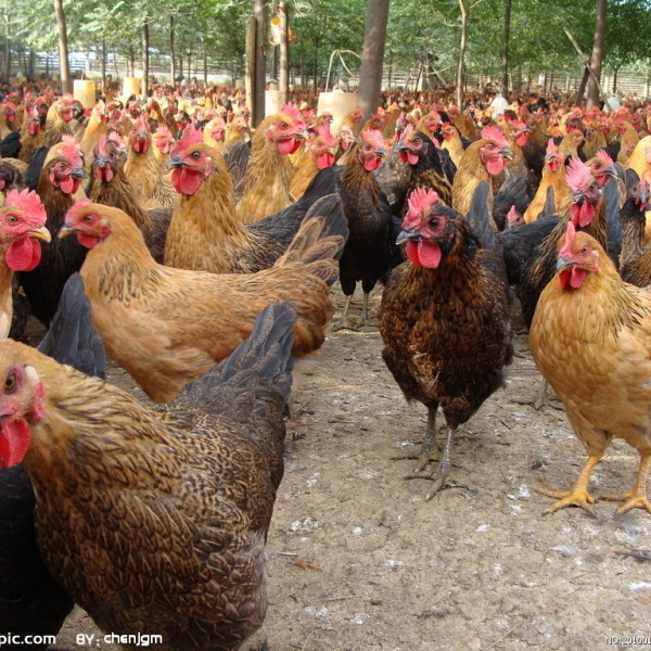 Gallus gallus domesticus_Baidu Enciclopedia