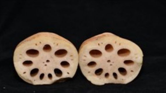 Lotus root（the rhizome of the lotus plant）_Baiduwiki