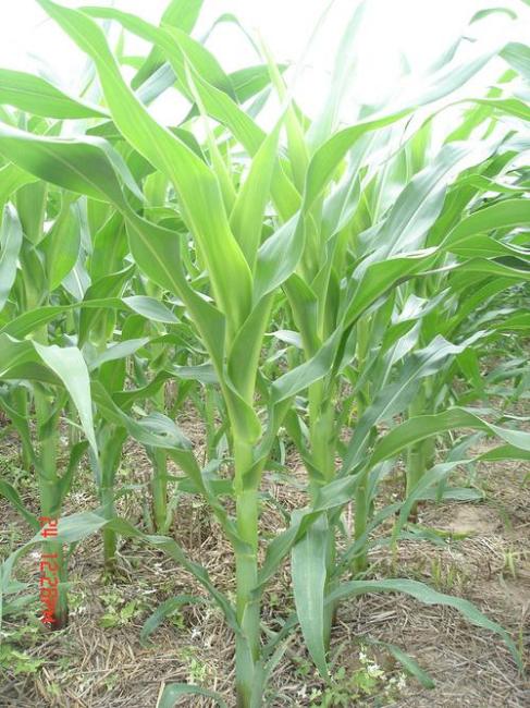 Corn Bell Stage_Baiduwiki