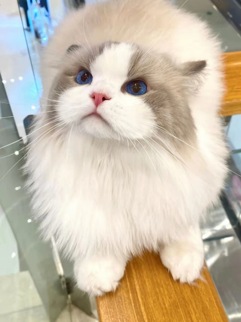 Ragdoll（A pet breed within the genus Felis of the family Felidae ...