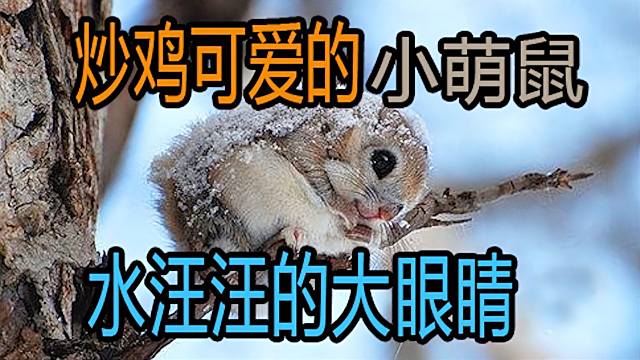 ムササビ_百度百科