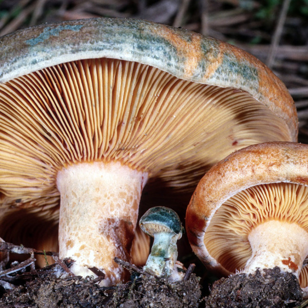 チチタケ_百度百科