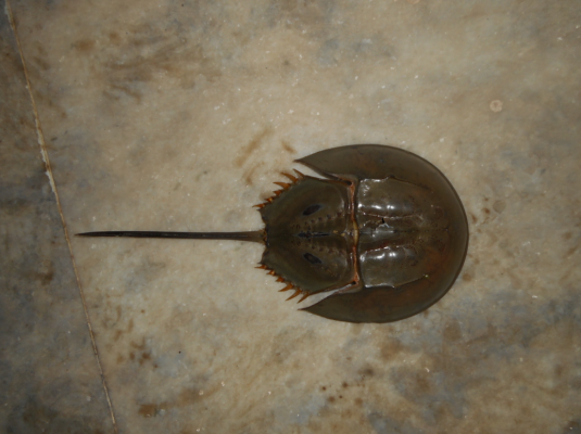 Limule（Désignation commune des arthropodes de la famille des Limulidés ...
