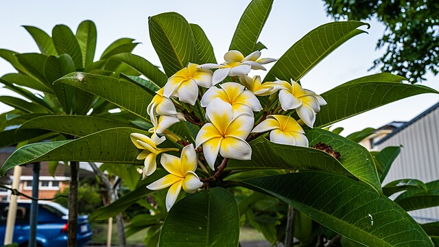 プルメリア（キョウチクトウ科プルメリア属の植物）_百度百科