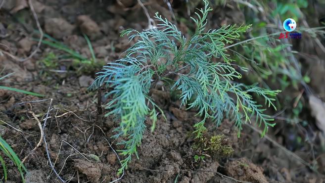 Thuja sutchuenensisA species of plant in the family Cupressaceae and genus  Thuja._Baiduwiki