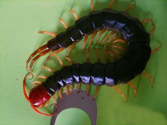 Centipede（A collective term for animals in the family Scolopendridae ...
