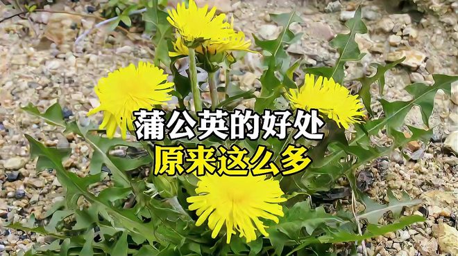 タンポポ（キク科タンポポ属の植物）_百度百科