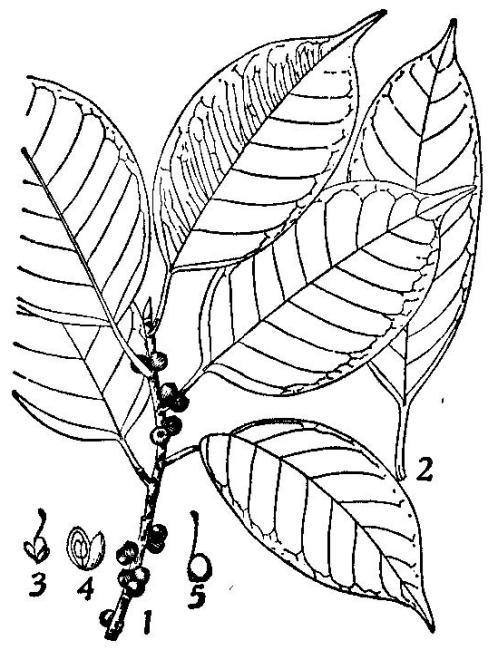Ficus concinna（plant of the genus Ficus, family Moraceae）_Baiduwiki