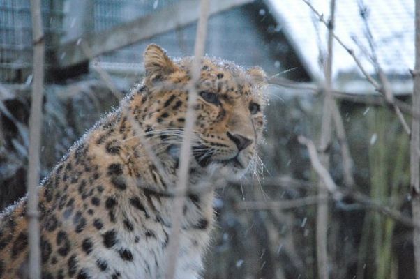 Amur Leopard_Baiduwiki