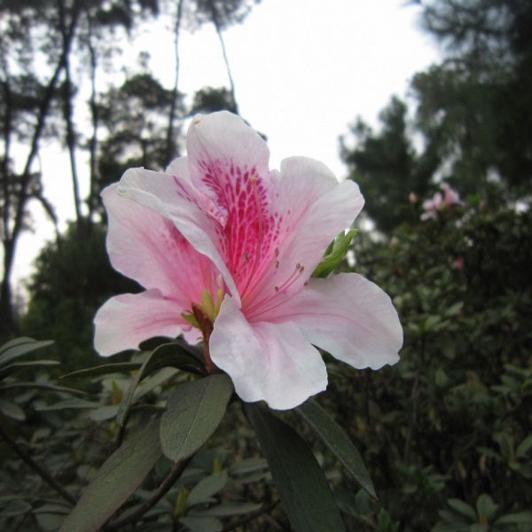 原種ツツジ属辞典 The Encycl. of Rhododendron sp. ツツジ属 (Rhododendron) - PictureThis