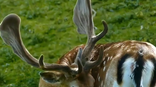 Sika Deer（A species of deer in the family Cervidae and the genus