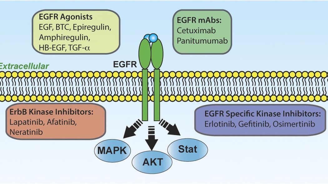 EGFR（It is a member of the epidermal growth factor receptor (HER ...