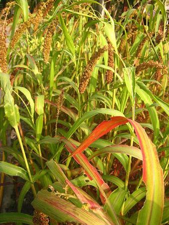 Foxtail Millet_Baiduwiki