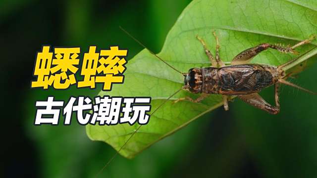 コオロギ_百度百科