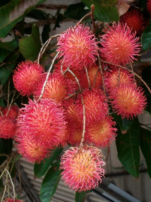 Rambutan（A plant in the family Sapindaceae and the genus Nephelium ...