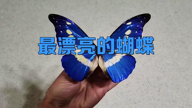 ヘレナモルフォ_百度百科