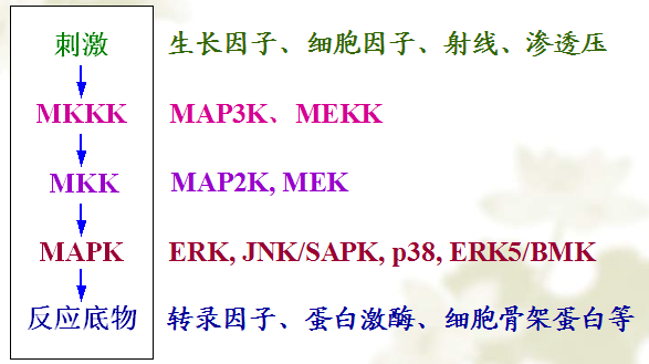 MAPK（A messenger that transmits signals from the cell surface to the ...